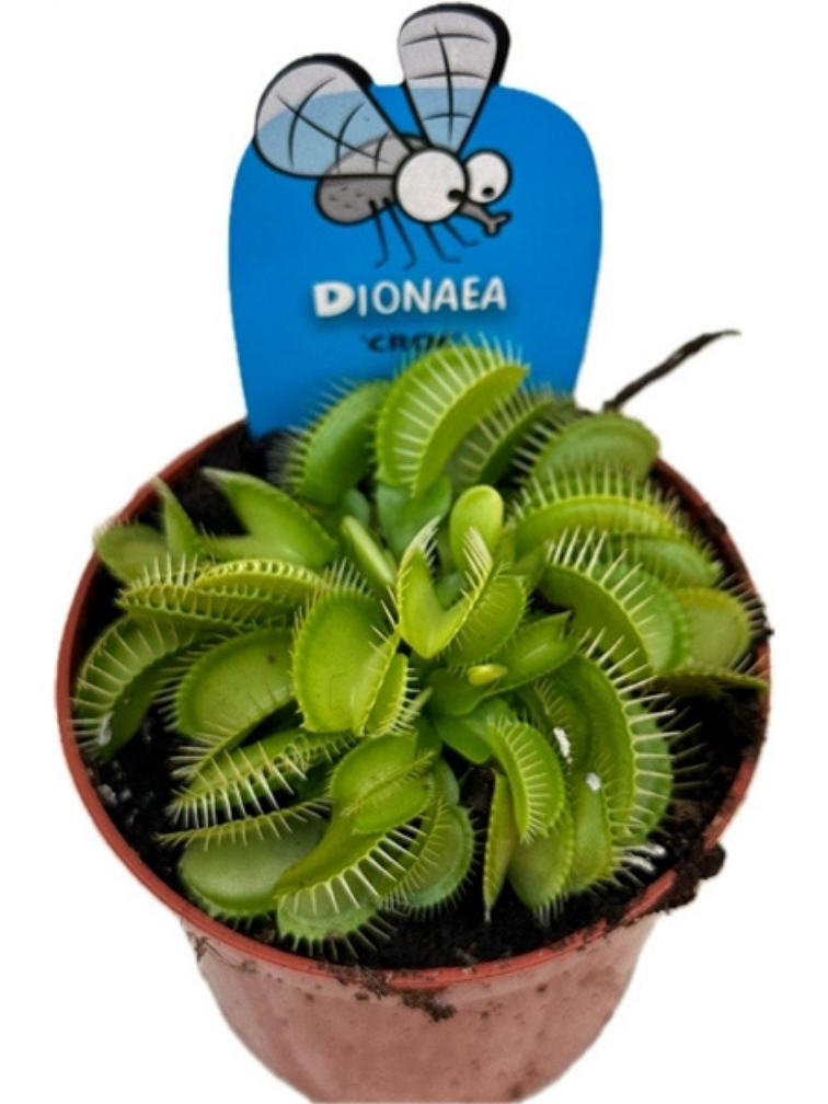 Dionaea Muscipula (Venus atrapamoscas) "Croc" |  ø 8,5 cm x ↕ 5 cm