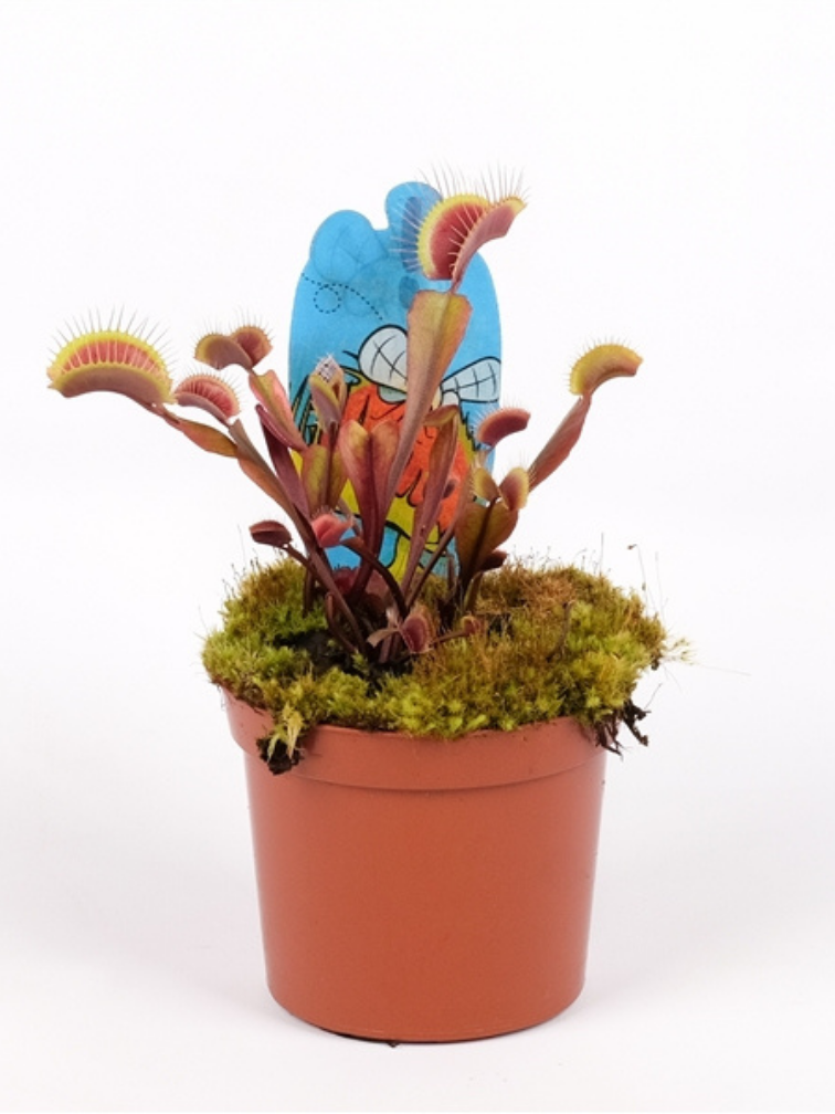 Dionaea Muscipula (Venus atrapamoscas) Fly Trap - "dragón rojo" | 8,5cm x ↕ 10 cm