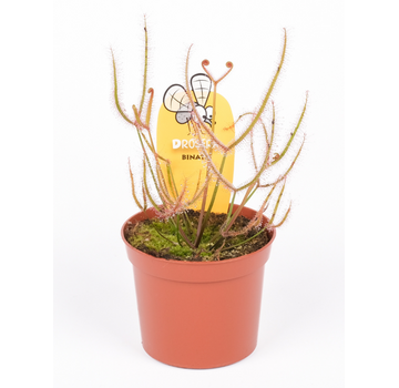 Drosera "Binata" | ø 8,5 cm x ↕ 15 cm