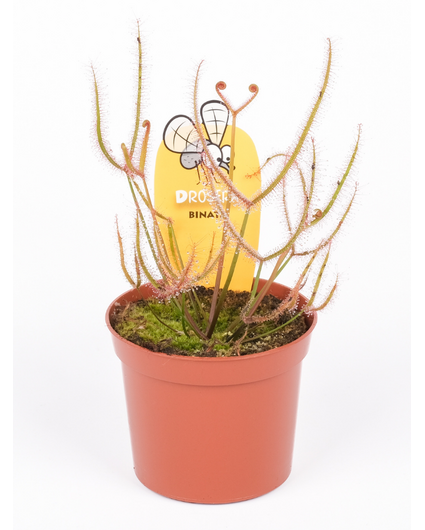 Drosera "Binata" | ø 8,5 cm x ↕ 15 cm