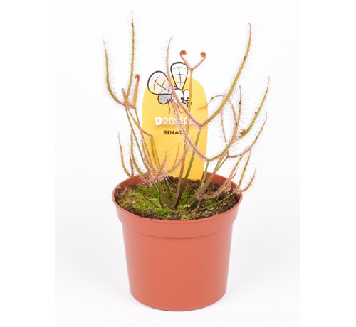 Drosera (Sileshår) "Binata" | ø 8,5 cm x ↕ 15 cm