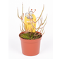 Drosera (Sileshår) "Binata" | ø 8,5 cm x ↕ 15 cm