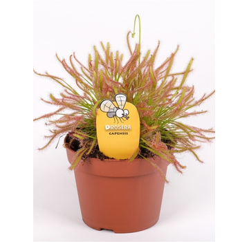 Drosera "Capensis" - grande | ø 12 cm x ↕ 12 cm