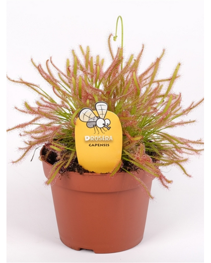 Drosera "Capensis" - groß | ø 12 cm x ↕ 12 cm