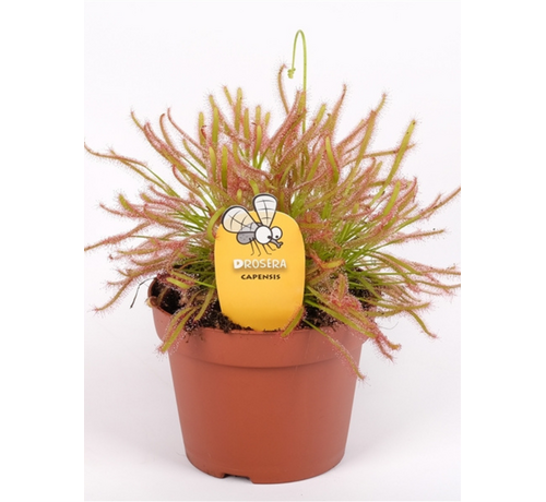 Drosera (Sileshår) "Capensis" - stor | ø 12 cm x ↕ 12 cm