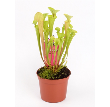 Sarracenia "Flava" | ø 8,5 cm x ↕ 15 cm