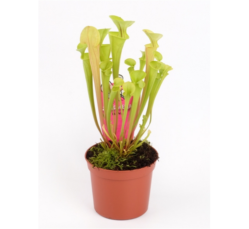 Sarracenia (Pitcher plant) "Flava" | ø 8,5 cm x ↕ 15 cm