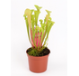 Sarracenia (Pitcher plant) "Flava" | ø 8,5 cm x ↕ 15 cm