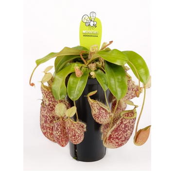 Nepenthes "Hookeriana" - large | ø 12 cm x ↕ 25 cm