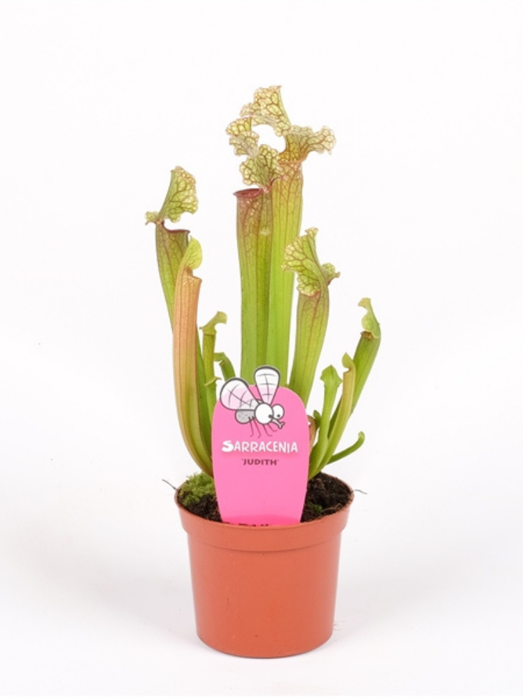 Sarracenia (Schlauchpflanze) "Judith" | ø 8,5 cm x ↕ 20 cm