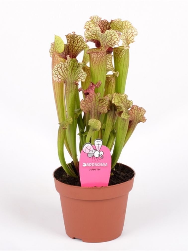 Sarracenia (Pitcher plant) "Judith" - stor | ø 12 cm x ↕ 20-25 cm