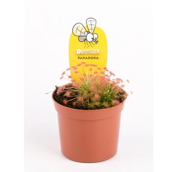 Drosera "Paradoxa" | ø 8,5 cm x ↕ 10 cm