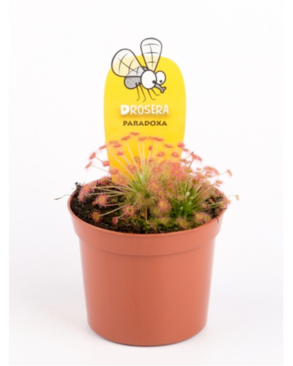 Drosera "Paradoxa" | ø 8,5 cm x ↕ 10 cm