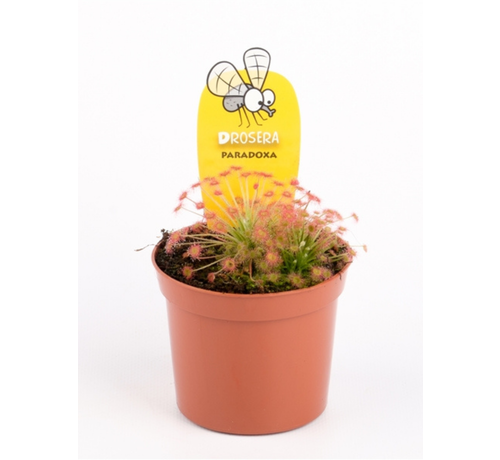 Drosera (Sileshår) "Paradoxa" | ø 8,5 cm x ↕ 10 cm