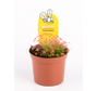 Drosera (Sileshår) "Paradoxa" | ø 8,5 cm x ↕ 10 cm