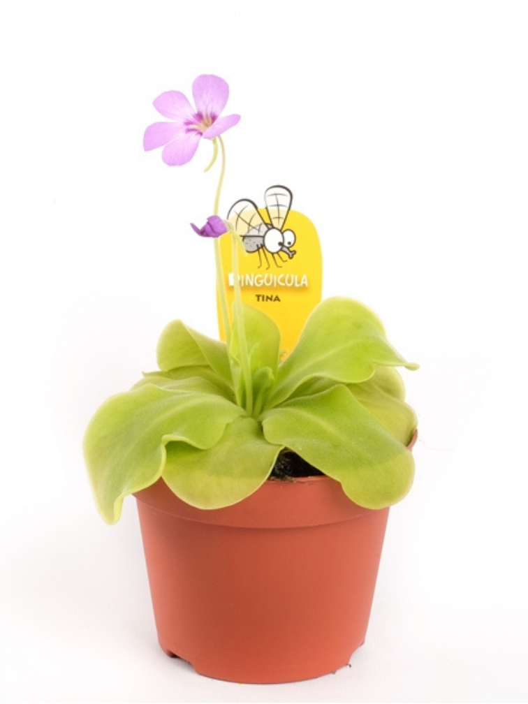 Pinguicula "Tina" grandi | ø 12 cm x ↕ 25 cm