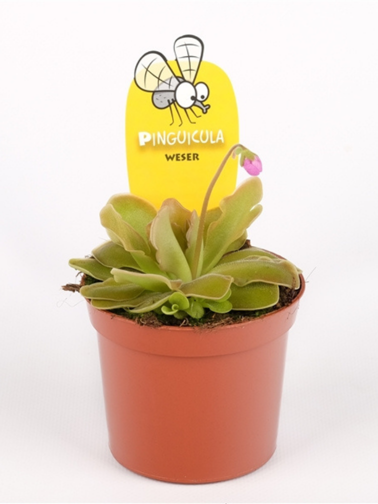 Pinguicula "Weser" | ø 8,5 cm x ↕ 25 cm