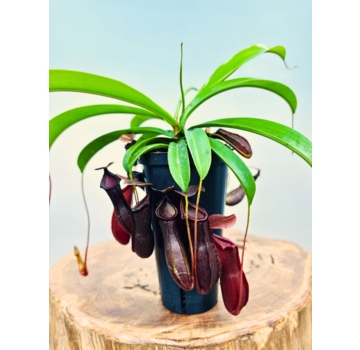 Nepenthes "Singalana x Ventricosa" - large | ø 12 cm x ↕ 15 cm