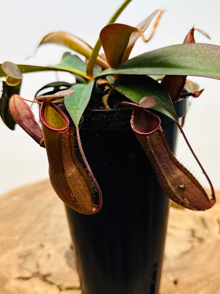 Nepenthes (Pitcher Plant) ‘Sanguinea’ - large | ø 12 cm x ↕ 15 cm