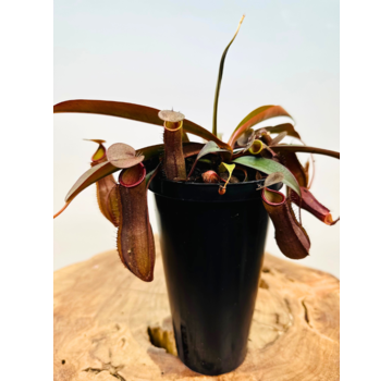 UITVERKOCHT  Nepenthes "Sanguinea“ - groß | ø 12 cm x ↕ 15 cm