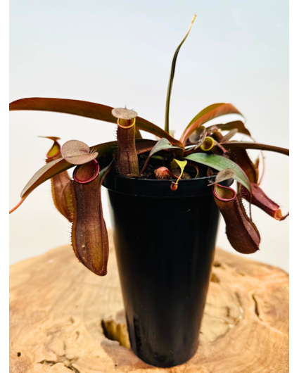 Nepenthes ‘Sanguinea’ - large | ø 12 cm x ↕ 15 cm