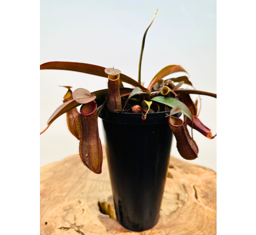 Nepenthes (Pianta tropicale) “Sanguinea” - grande | ø 12 cm x ↕ 15 cm