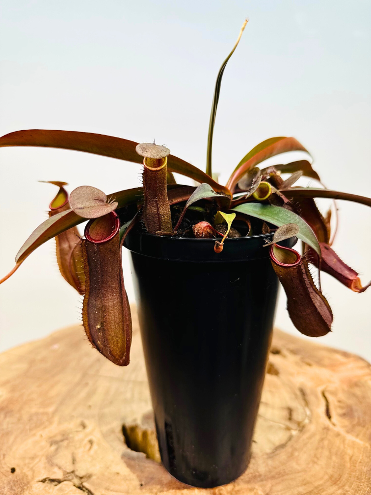 Nepenthes "Sanguinea" - grande | ø 12 cm x ↕ 15 cm