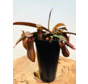Nepenthes "Sanguinea" - grande | ø 12 cm x ↕ 15 cm