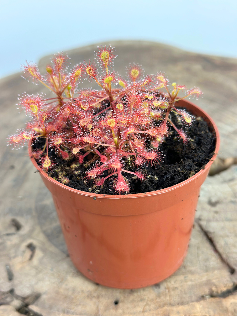 Drosera (Sonnentau) "Madagascariensis" | ø 8,5 cm x ↕ 10 cm