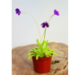 Miscela di pinguicula - 3 pezzi