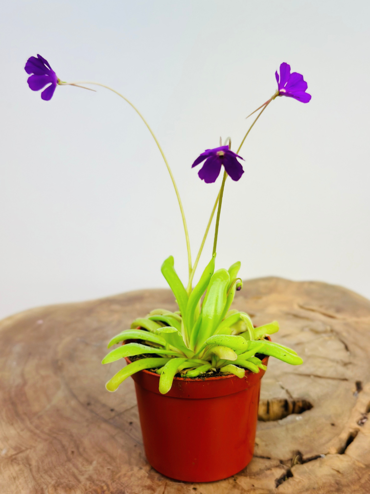 10 Semi Di Pinguicula Grandiflora - Pianta Carnivora - Semi Selezionati - Nuovi