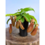 Nepenthes "Linda" - large | ø 12 cm x ↕ 15 cm