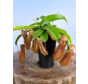 Nepenthes "Linda" - grande | ø 12 cm x ↕ 15 cm