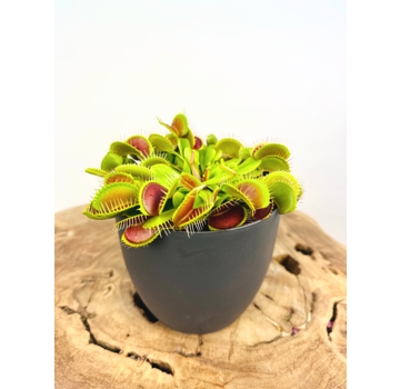 ‘Sil’ plant pot - Anthracite - ELHO | 12 cm -  2 for 1 free