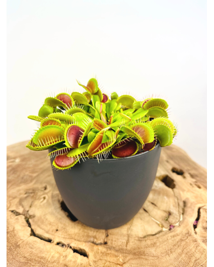 ‘Sil’ plant pot - Anthracite - ELHO | 12 cm -  2 for 1 free