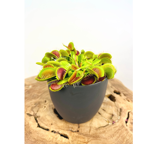 ‘Sil’ plant pot - Anthracite - ELHO | 12 cm - 2 for 1 free