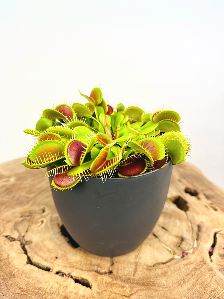 ‘Sil’ plant pot - Anthracite - ELHO | 12 cm - 2 for 1 free
