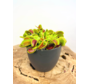‘Sil’ plant pot - Anthracite - ELHO | 12 cm -  2 for 1 free
