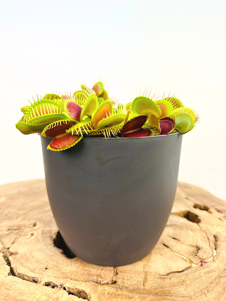 ‘Sil’ plant pot - Anthracite - ELHO | 12 cm - 2 for 1 free
