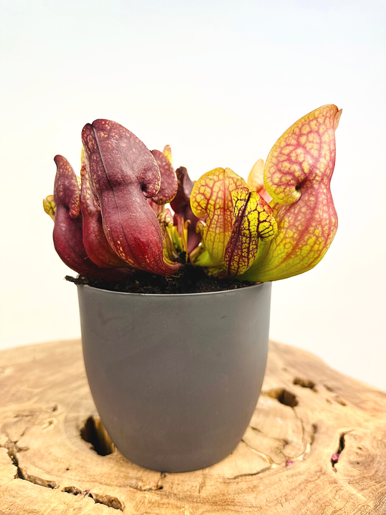 ‘Sil’ plant pot - Anthracite - ELHO | 12 cm - 2 for 1 free