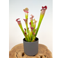 Vaso per piante “Demi” - Antracite - ELHO | 12cm - 2 al prezzo di 1