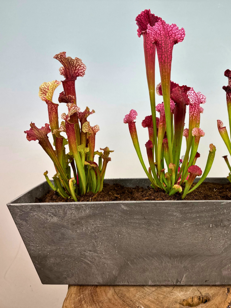 Marsh balcony planter ‘Jan’ - grey - Artstone | 55 cm
