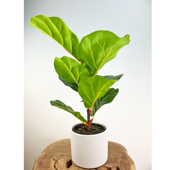 Plant pot ‘Japie’ - round white | 11 cm x 10 cm
