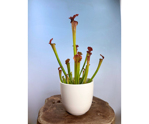 Vaso per fiiori KNUD 21xH29 cm grigio | JYSK