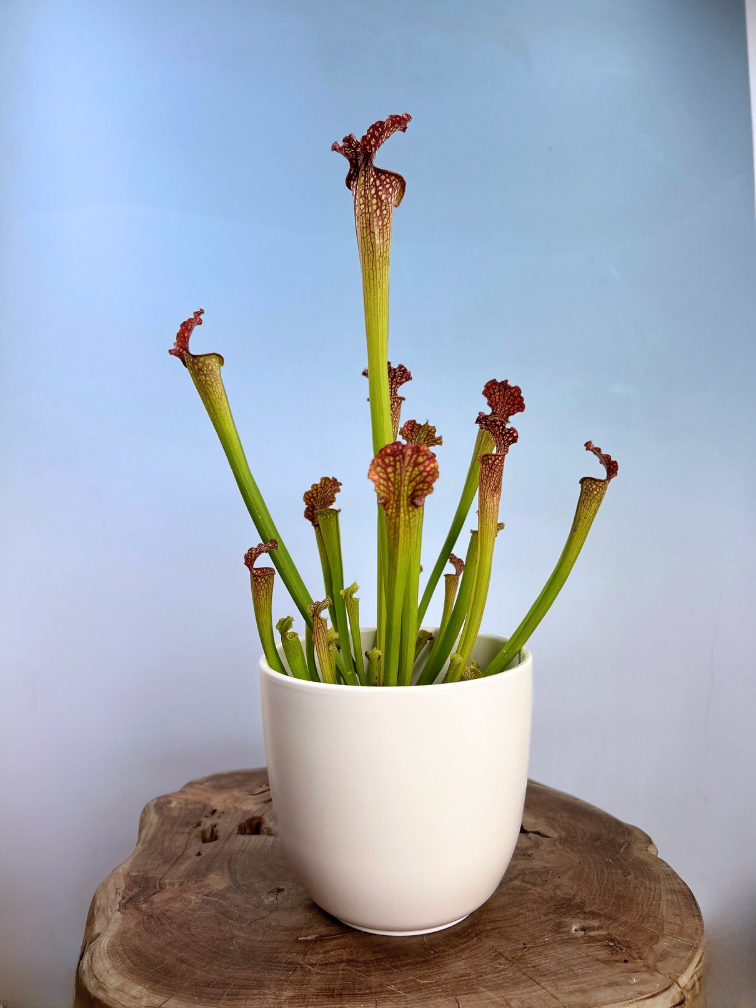 Pot de fleur en mica Tusca « Blanc Mat » | 17 x 16 cm