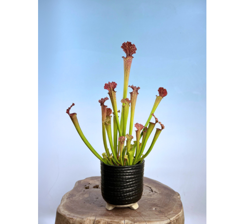 Vaso da fiori Bekka di Ter Steege “Nero” | 13 x 14 cm