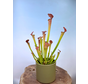 Vaso per piante “Borke” - Verde | 12 cm