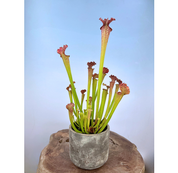 Macetero «Palu» - Dorado/gris | 12 cm