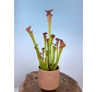 Pot de fleurs Ter Steege Suze « rose » | 13x13 cm