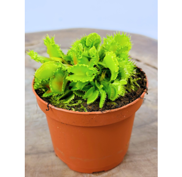 Dionaea Muscipula "The Zipp" | ø 8,5 cm x ↕ 10 cm